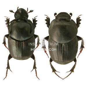 ONTHOPHAGUS TAURUS